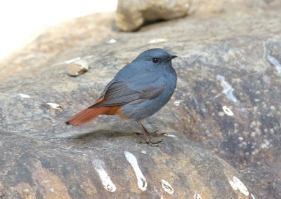 Plumbeous Water Redstart