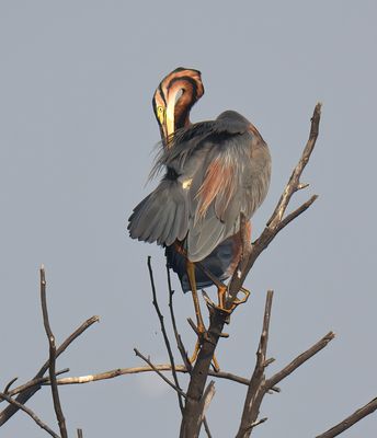 Purple Heron