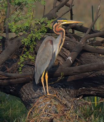 HERONS, CRANES, STORKS & EGRETS 