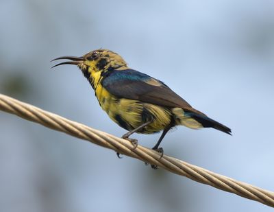 Purple Sunbird 