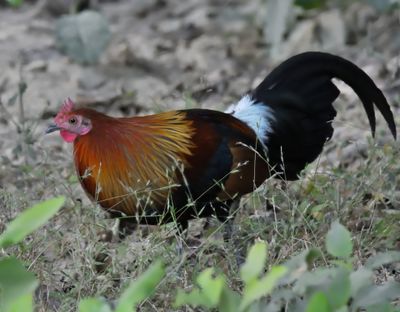 Red Junglefowl