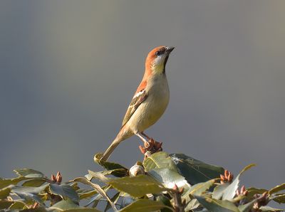 Russet Sparrow 