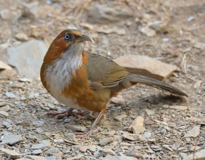Rusty-cheeked Simitar Babler