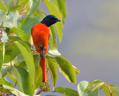 Scarlet Minivet