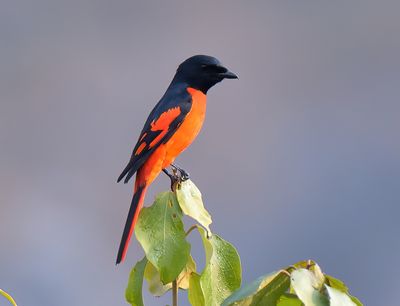 Scarlet Minivet