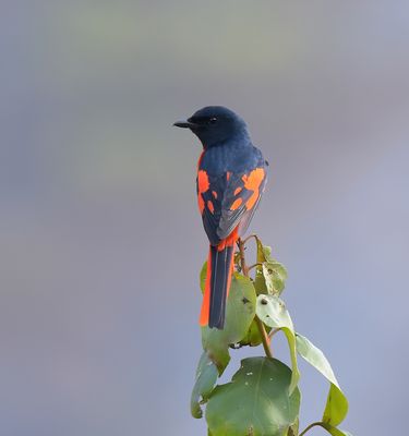 Scarlet Minivet