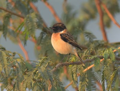 Siberian Stonechat
