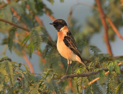 Siberian Stonechat