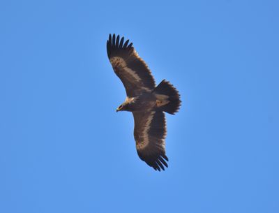 Steppe Eagle 