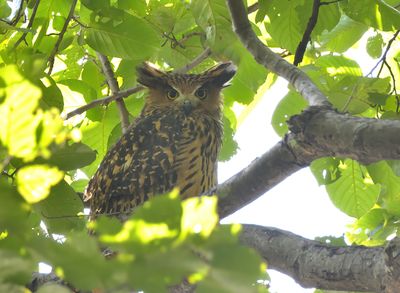 Tawny Fish Owl