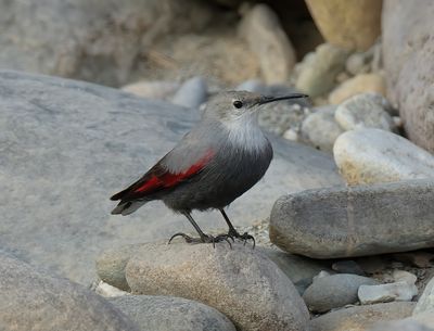 Wallcreeper