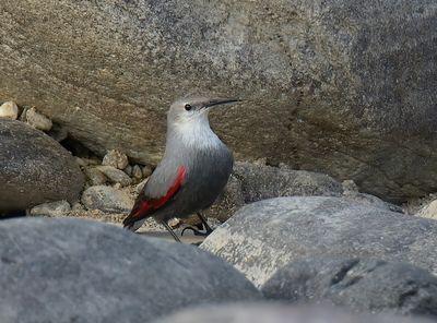 Wallcreeper 