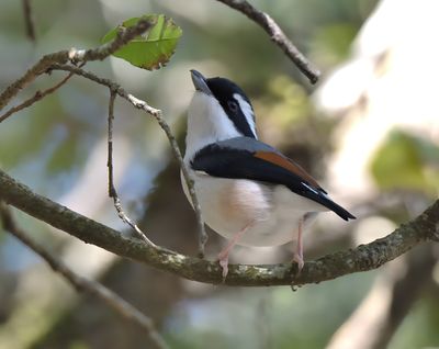 White-browed Shrike Babbler