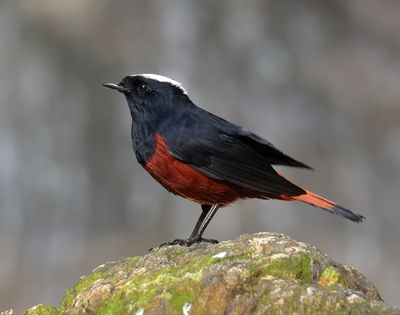 White-capped water Redstart