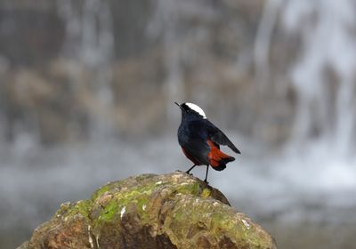 White-capped water Redstart
