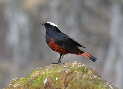 White-capped water Redstart