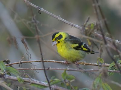 Yellow-breasted Greenfinch