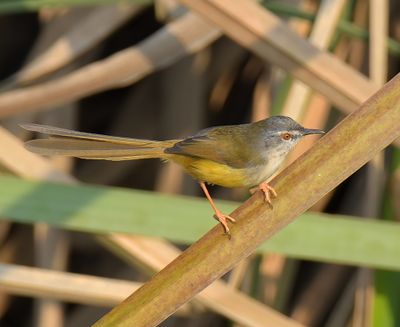 Yellow-bellied Prinia 