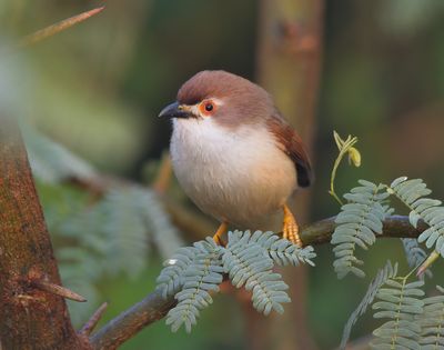 Yellow-eyed Babbler 