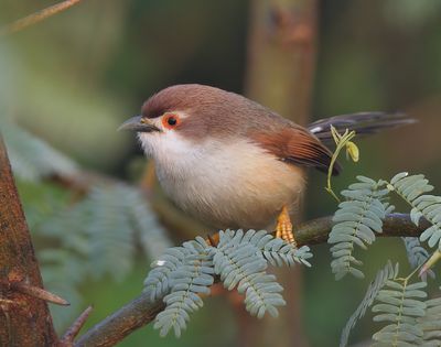 Yellow-eyed Babbler 