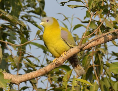Yellow-footed Green Pigeon 