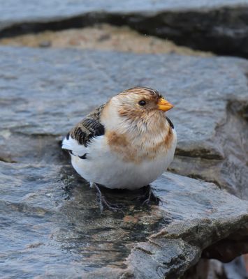 Snow Bunting
