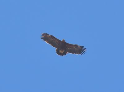 Greater-spotted Eagle 