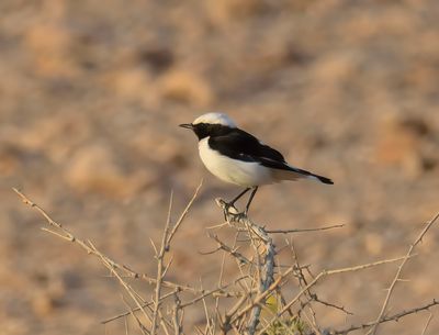 Mourning Wheatear 