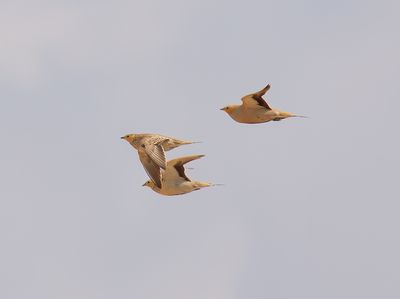 Spotted Sandgrouse 