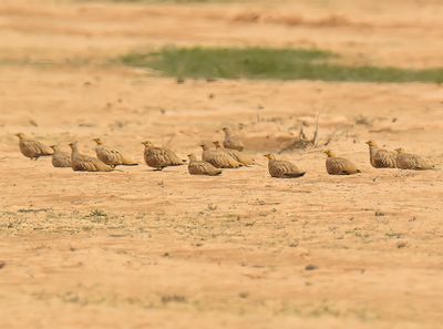 Spotted Sandgrouse 