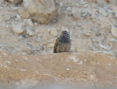 Striolated Bunting 