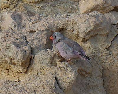 Trumpeter Finch