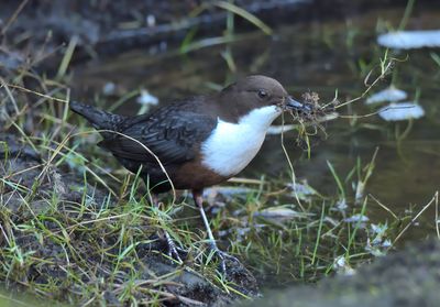 Dipper