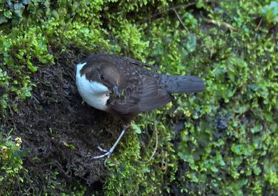 Dipper