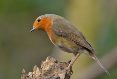 Robin