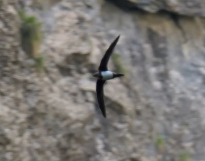 Alpine Swift 