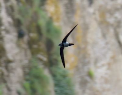 Alpine Swift 