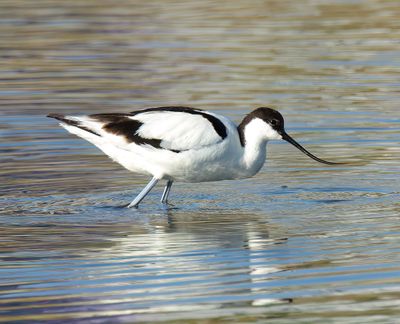 Avocet 