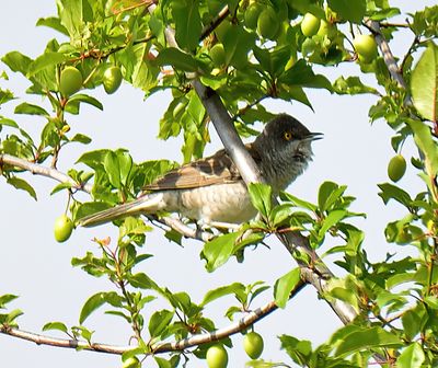 Barred Warbler 