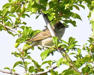 Barred Warbler 