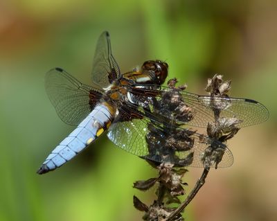 Broad-bodied Chaser