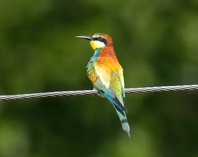 Bee-eater 