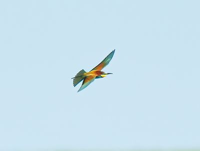 Bee-eater 