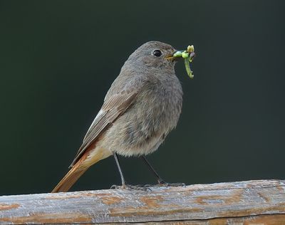 Black Redstart