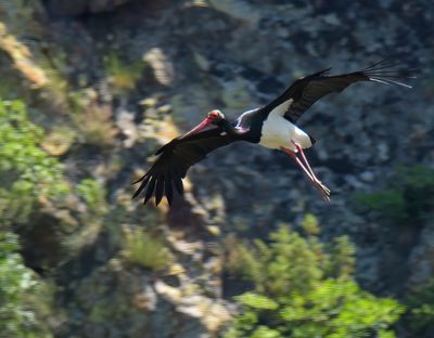 Black Stork 