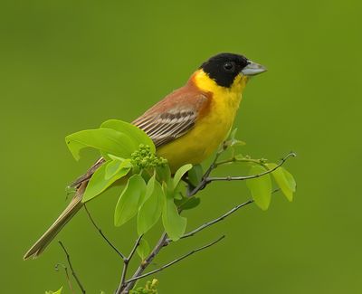 Black-headed Bunting 