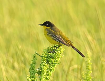 Yellow Wagtail (Black-headed)