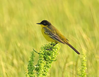 Yellow Wagtail (Black-headed)