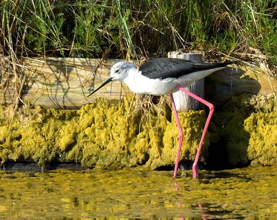 Black-winged Stilt