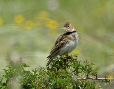 Calandra Lark 